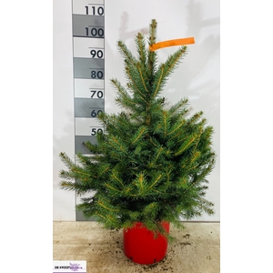 PICEA PU GLAUCA