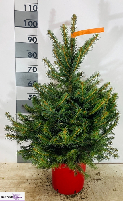 <h4>PICEA PU GLAUCA</h4>