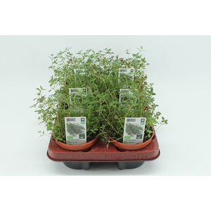 BKH groente 51040 bio Thijm