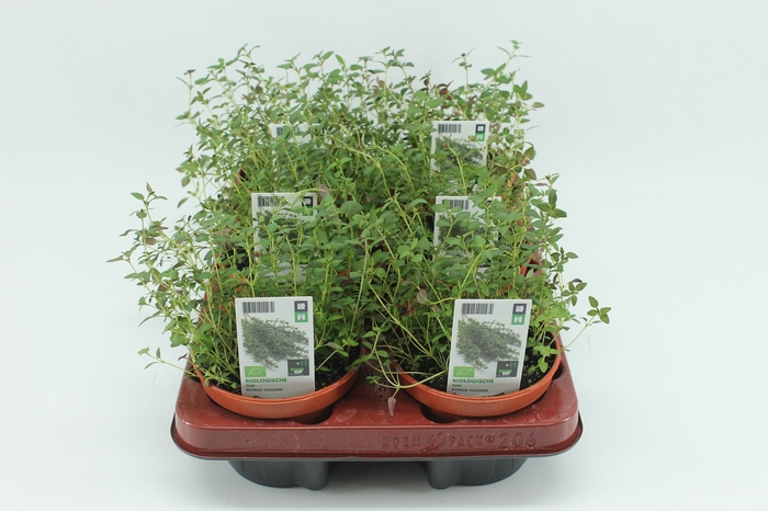 <h4>BKH groente 51040 bio Thijm</h4>