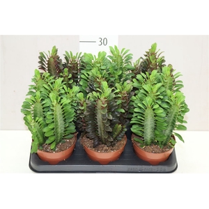 Euphorbia Trigona Mix