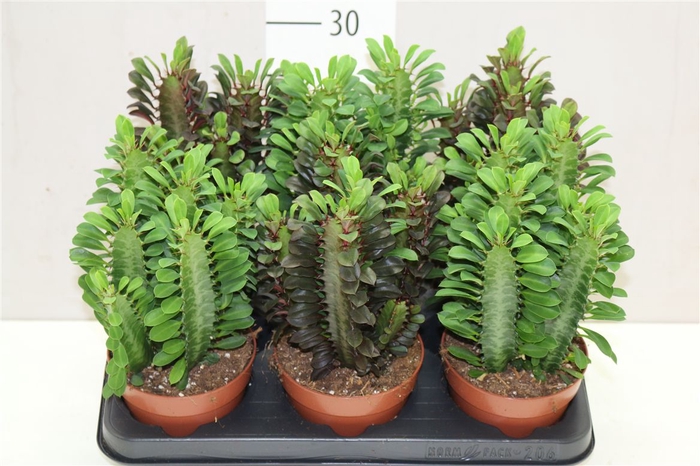 <h4>Euphorbia Trigona Mix</h4>