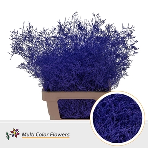 Limonium Beltlaard Violet Donker