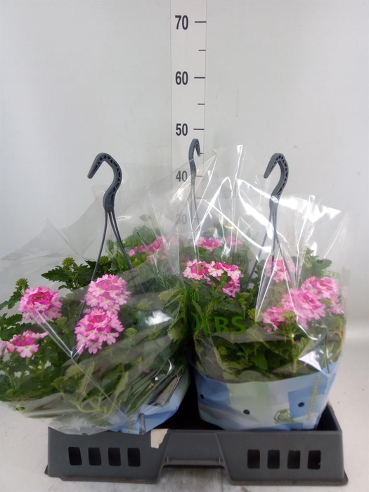 <h4>Verbena   ...</h4>