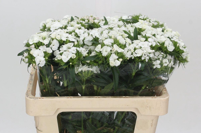 <h4>Dianthus Br Aldo White</h4>