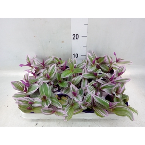 Tradescantia albif. 'Nanouk'