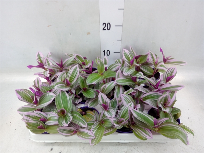 <h4>Tradescantia albif. 'Nanouk'</h4>