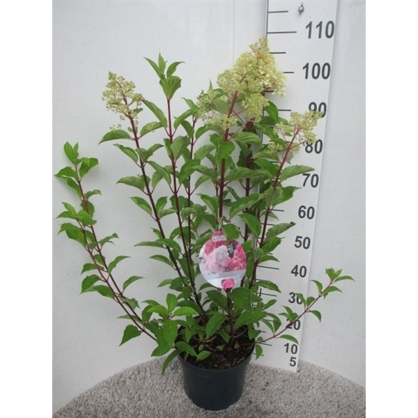 <h4>Hydrangea pan. Vanille Fraise 60-80 cm P26</h4>