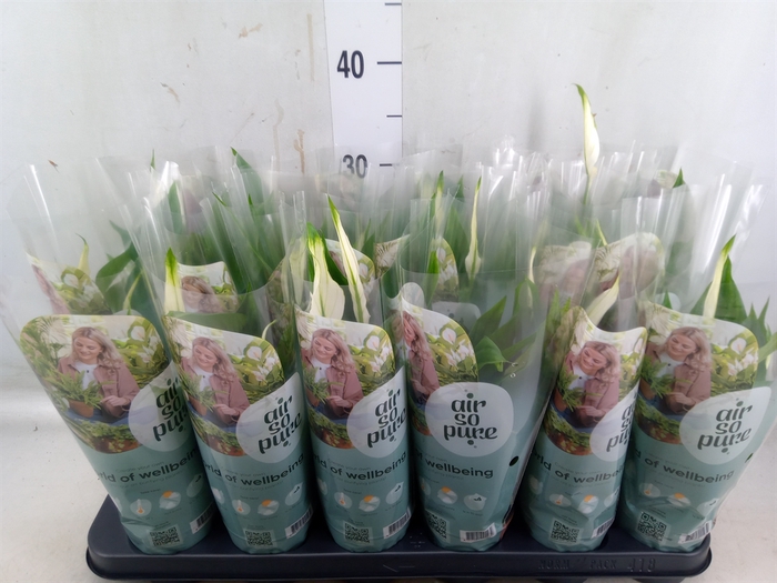 <h4>Spathiphyllum  'Pearl Cupido'</h4>