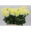 Dahlia Hilda Special