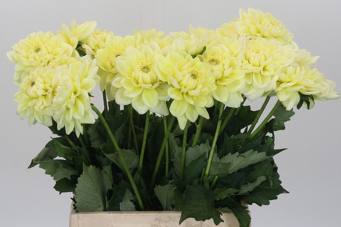 <h4>Dahlia Hilda Special</h4>