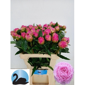 PAEONIA LACT. 'JACORMA'