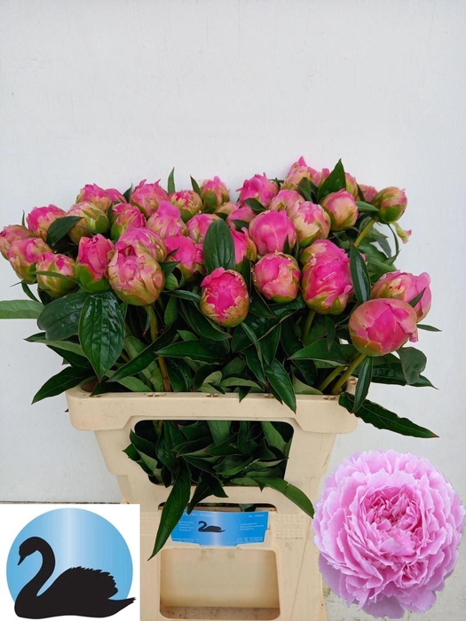 <h4>PAEONIA LACT. 'JACORMA'</h4>