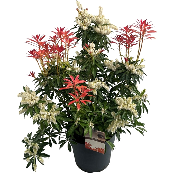 <h4>Pieris jap. 'Forest Flame' sense</h4>