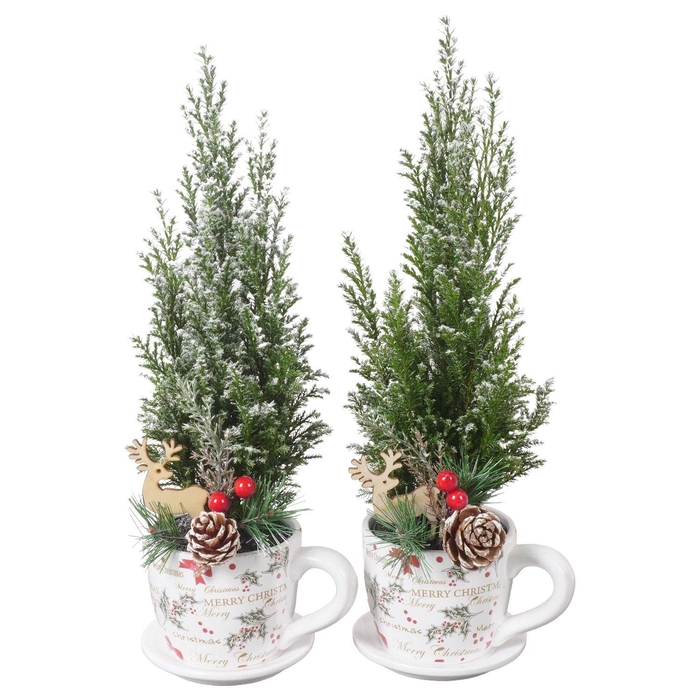 <h4>PTK25150 Ellwoodii met sneeuw in keramiek kop en schotel met decoratie</h4>