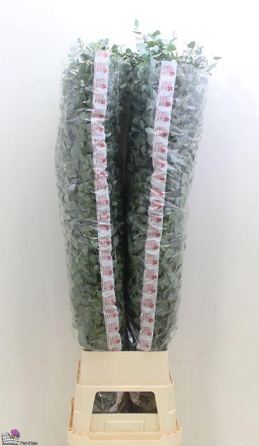 <h4>EUCA CINEREA 160CM</h4>