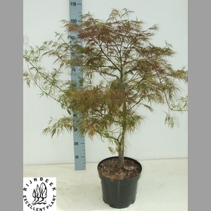 ACER PA GARNET