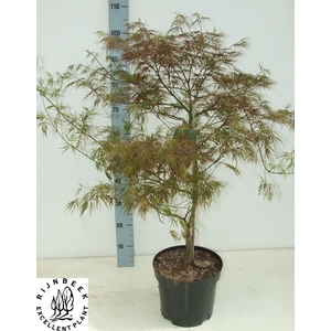 ACER PA GARNET