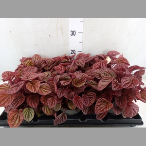 Peperomia