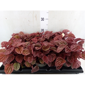 Peperomia