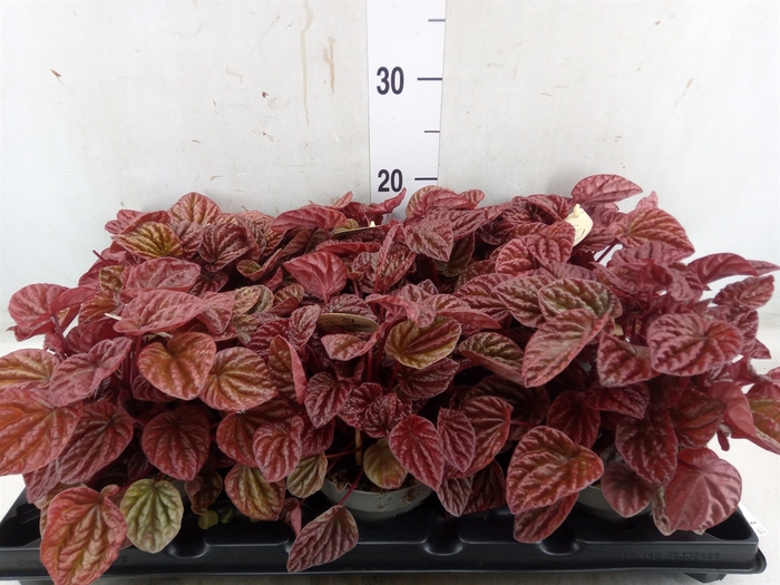 <h4>Peperomia</h4>