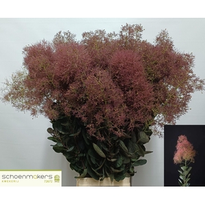 COTINUS COGG. 'MAG TORCH'