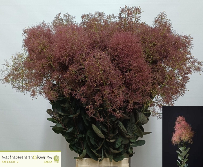 <h4>COTINUS COGG. 'MAG TORCH'</h4>