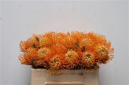 <h4>Leuco Soleil</h4>