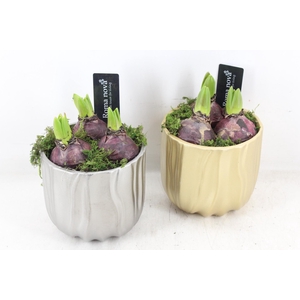 arr4 Hyacint RN - Glorious gold silver