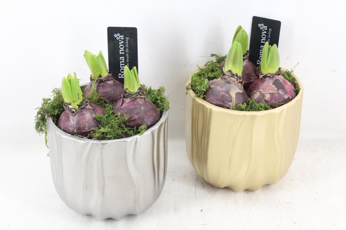 <h4>arr4 Hyacint RN - Glorious gold silver</h4>