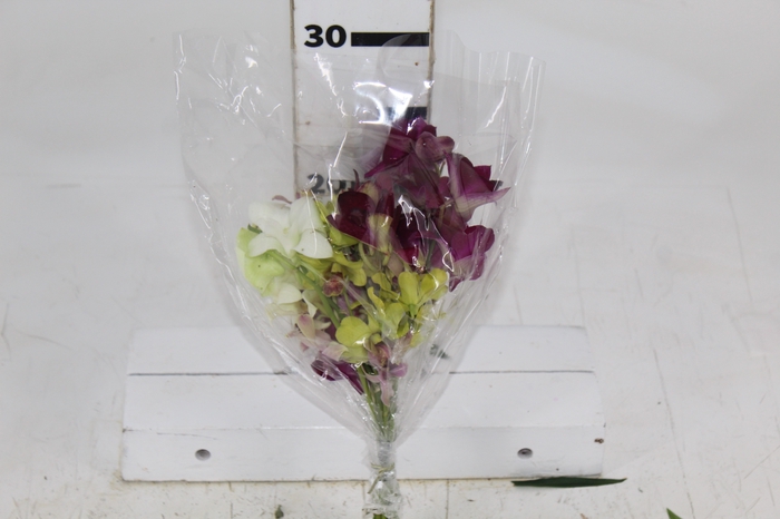 <h4>DENPHALAEN MACO MINIMO 30 FLORES</h4>