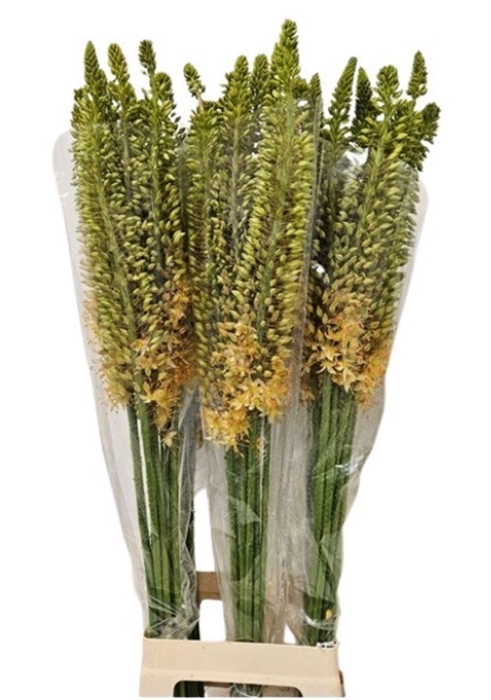 <h4>EREMURUS ROBUSTUS</h4>