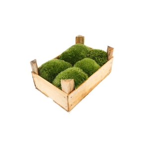 Mos Bolmos Consument