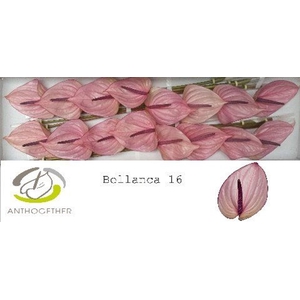 Anthurium andr. 'Bellanca'