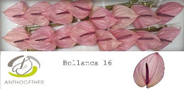 <h4>Anthurium andr. 'Bellanca'</h4>