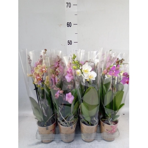 Phalaenopsis multi.   ...