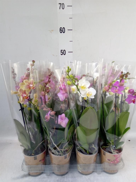 <h4>Phalaenopsis multi.   ...</h4>