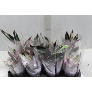 CALATHEA TRIALSTAR P12