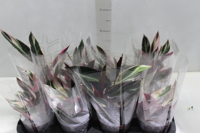 <h4>CALATHEA TRIALSTAR P12</h4>