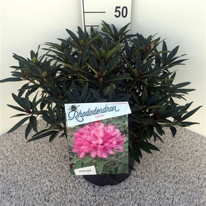 Rhodo. 'Graziella' red/pink