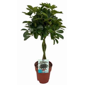 Schefflera Ar Compacta stam gevlochten