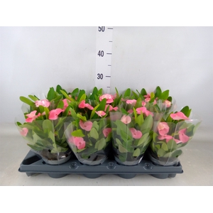 Euphorbia milii   ...