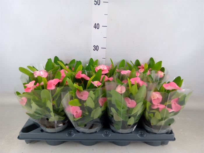 <h4>Euphorbia milii   ...</h4>