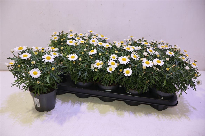 <h4>arr8 Arg Mo Duplo White</h4>