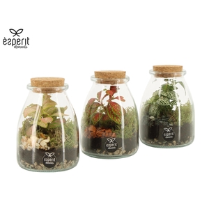 90716: Terrarium arrangement