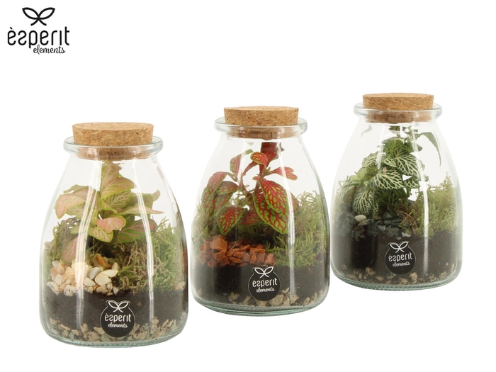 <h4>90716: Terrarium arrangement</h4>