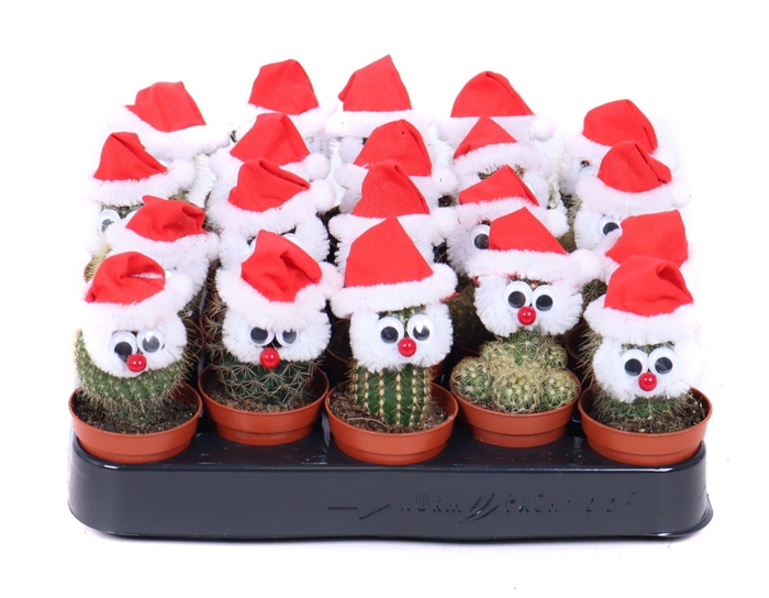 <h4>Cactus 5,5 cm met snor en kerstmuts</h4>