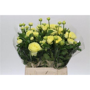 Ran Moderna Citronella