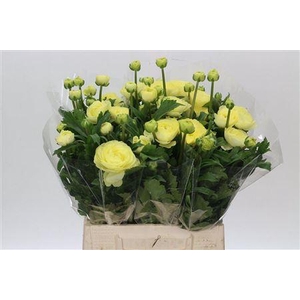 Celosia Celway Red