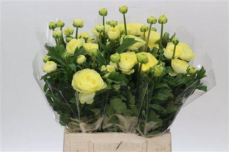 <h4>Celosia Celway Red</h4>
